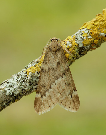 70.245 BF1663 March Moth Alsophila aescularia