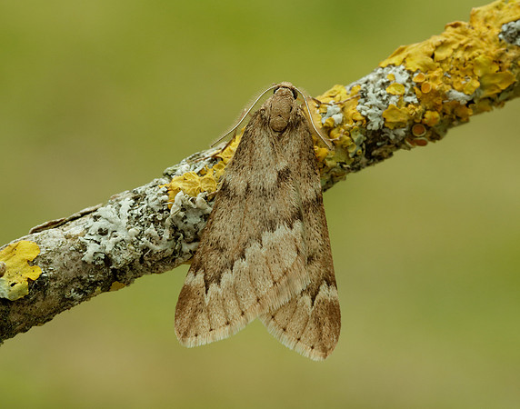 70.245 BF1663 March Moth Alsophila aescularia