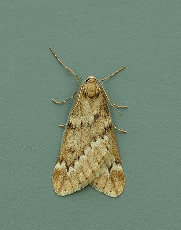 70.245 BF1663 March Moth Alsophila aescularia