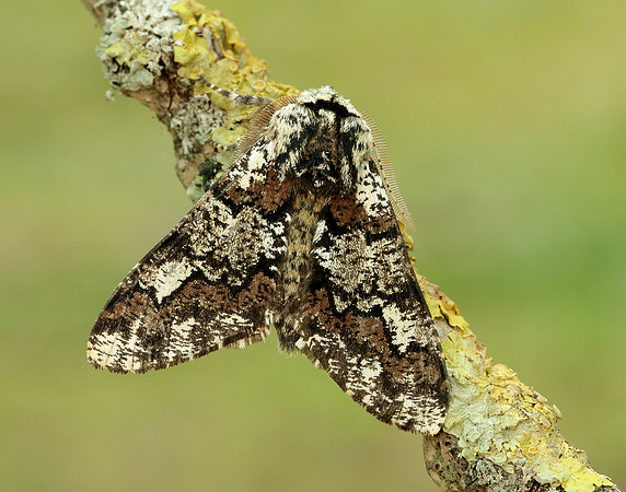 70.251 BF1930 Oak Beauty Biston strataria
