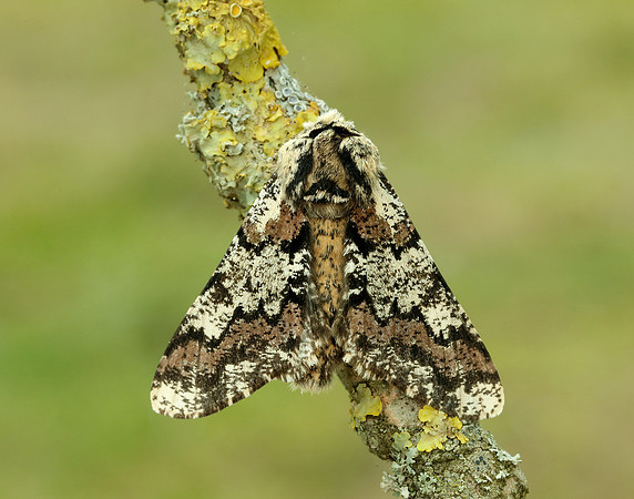 70.251 BF1930 Oak Beauty Biston strataria