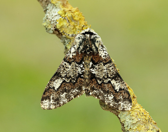 70.251 BF1930 Oak Beauty Biston strataria