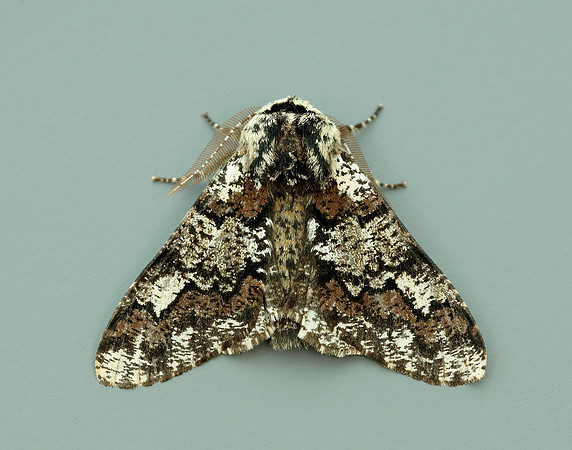 70.251 BF1930 Oak Beauty Biston strataria