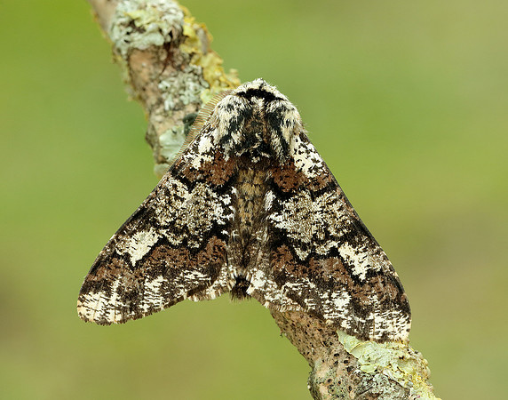 70.251 BF1930 Oak Beauty Biston strataria