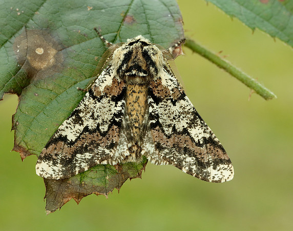 70.251 BF1930 Oak Beauty Biston strataria
