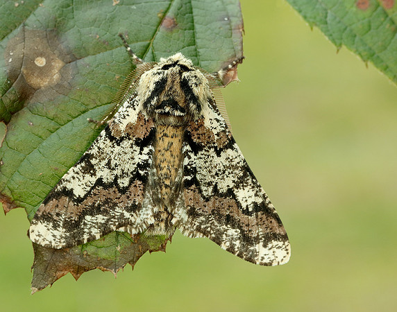70.251 BF1930 Oak Beauty Biston strataria
