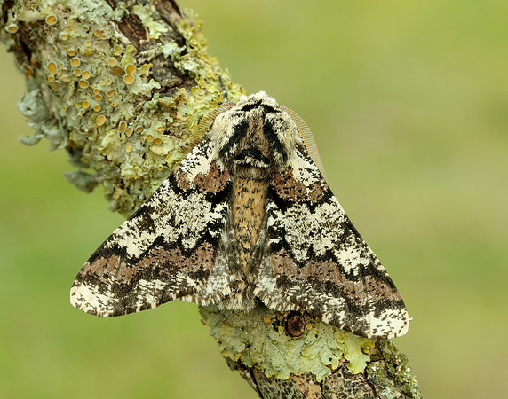 70.251 BF1930 Oak Beauty Biston strataria