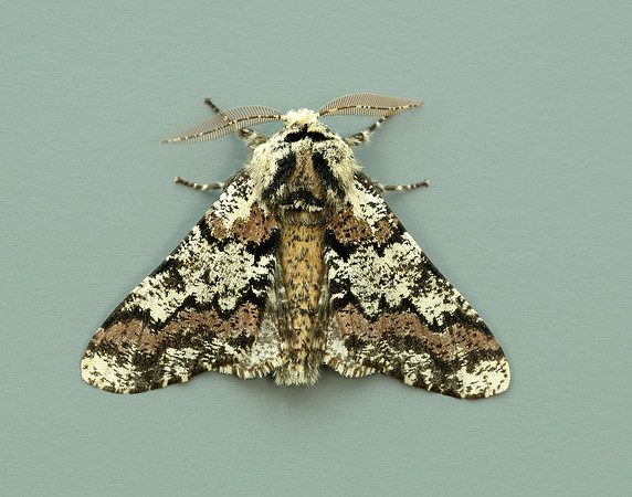 70.251 BF1930 Oak Beauty Biston strataria
