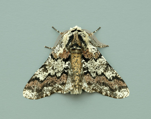 70.251 BF1930 Oak Beauty Biston strataria