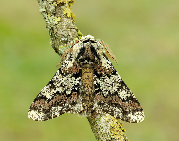 70.251 BF1930 Oak Beauty Biston strataria