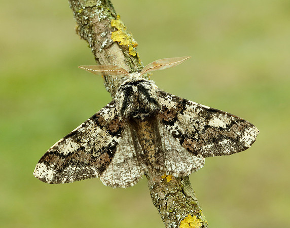 70.251 BF1930 Oak Beauty Biston strataria
