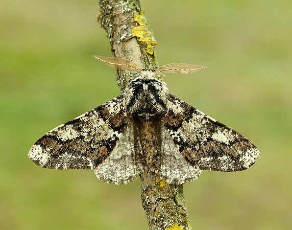 70.251 BF1930 Oak Beauty Biston strataria