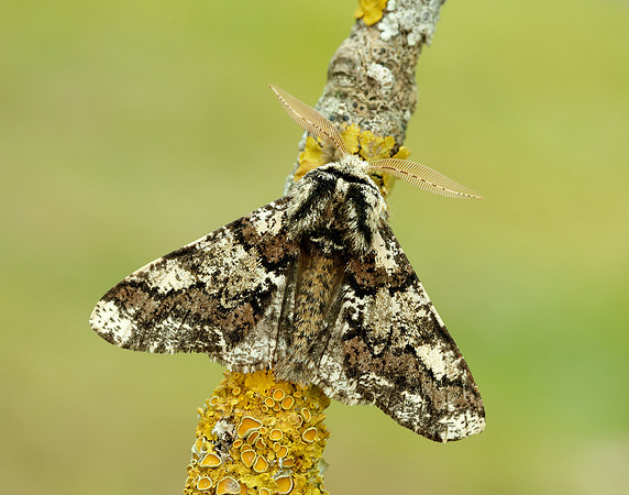 70.251 BF1930 Oak Beauty Biston strataria