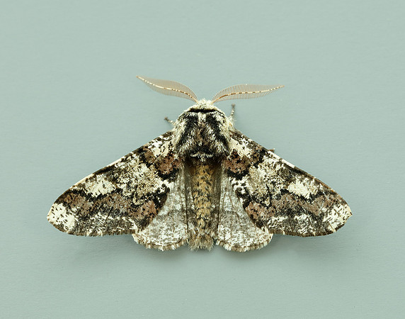 70.251 BF1930 Oak Beauty Biston strataria