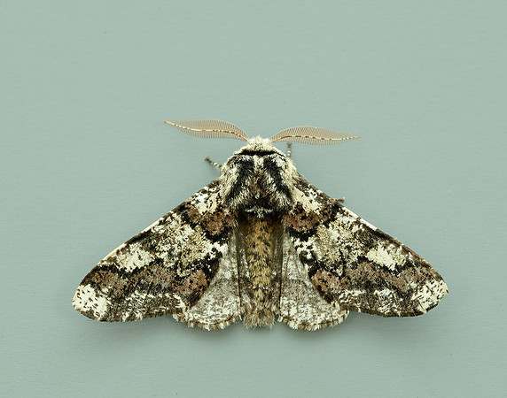 70.251 BF1930 Oak Beauty Biston strataria