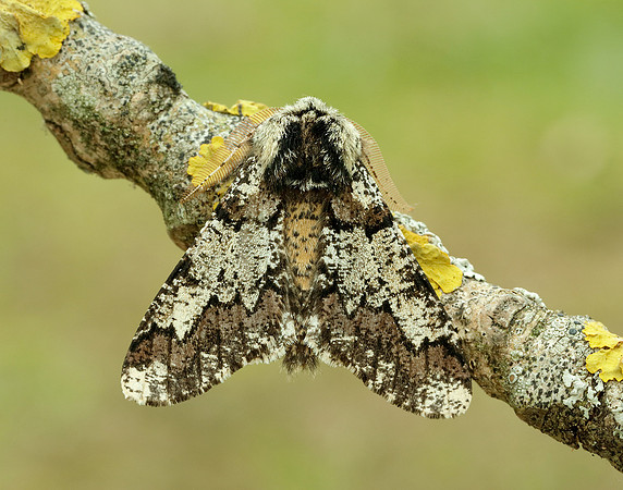 70.251 BF1930 Oak Beauty Biston strataria