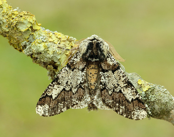 70.251 BF1930 Oak Beauty Biston strataria