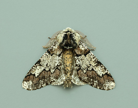 70.251 BF1930 Oak Beauty Biston strataria