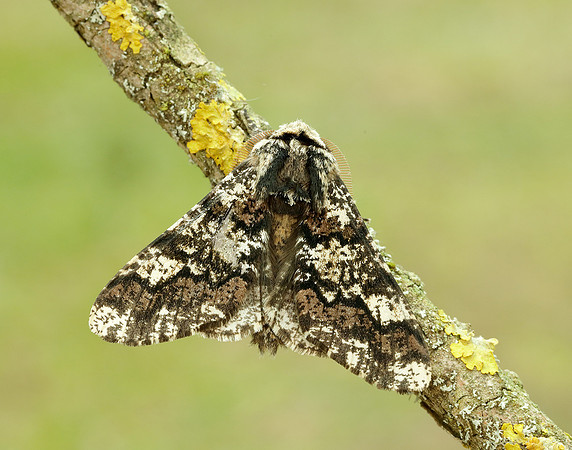 70.251 BF1930 Oak Beauty Biston strataria