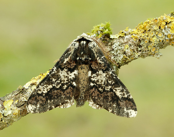 70.251 BF1930 Oak Beauty Biston strataria