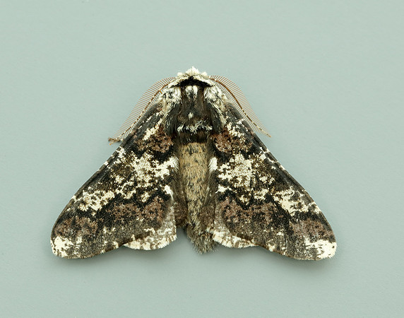 70.251 BF1930 Oak Beauty Biston strataria