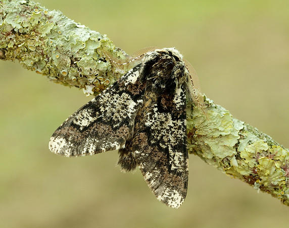 70.251 BF1930 Oak Beauty Biston strataria