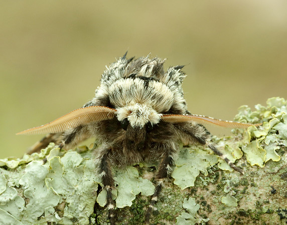 70.251 BF1930 Oak Beauty Biston strataria