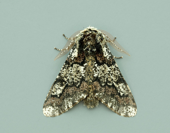 70.251 BF1930 Oak Beauty Biston strataria