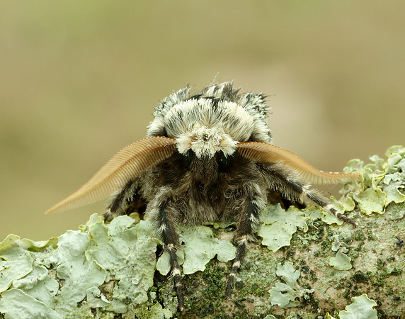 70.251 BF1930 Oak Beauty Biston strataria