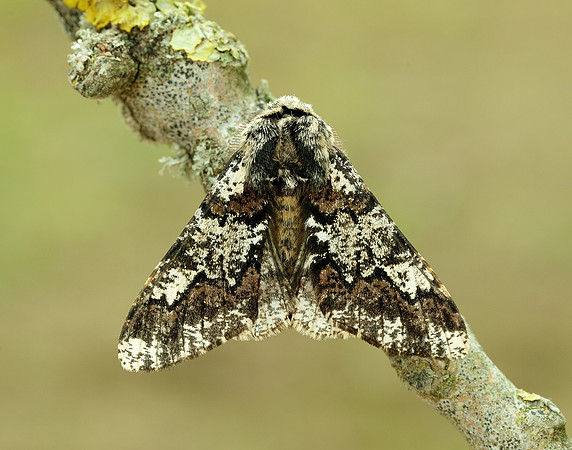 70.251 BF1930 Oak Beauty Biston strataria