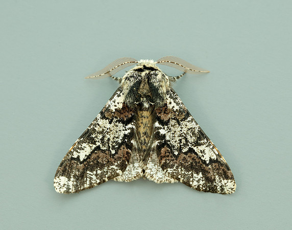 70.251 BF1930 Oak Beauty Biston strataria