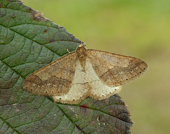 70.255 BF1934 Dotted Border Agriopis marginaria