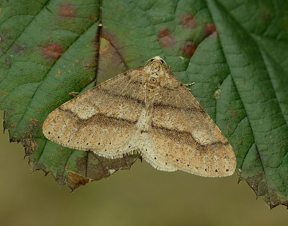 70.255 BF1934 Dotted Border Agriopis marginaria