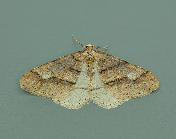 70.255 BF1934 Dotted Border Agriopis marginaria