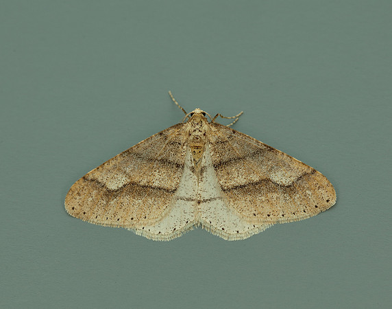 70.255 BF1934 Dotted Border Agriopis marginaria