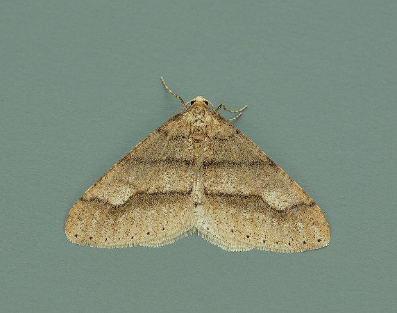 70.255 BF1934 Dotted Border Agriopis marginaria
