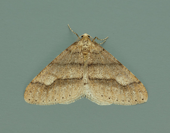 70.255 BF1934 Dotted Border Agriopis marginaria