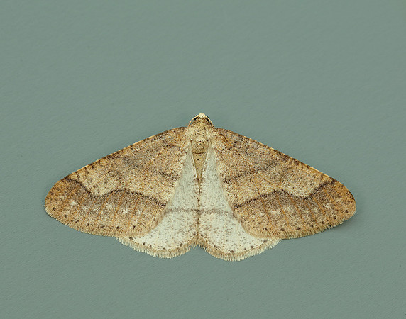 70.255 BF1934 Dotted Border Agriopis marginaria
