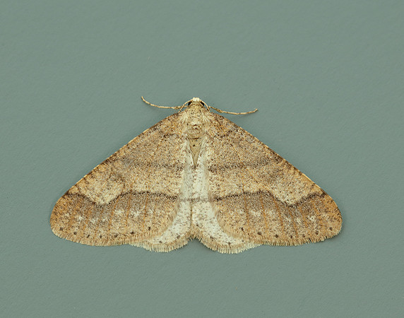 70.255 BF1934 Dotted Border Agriopis marginaria