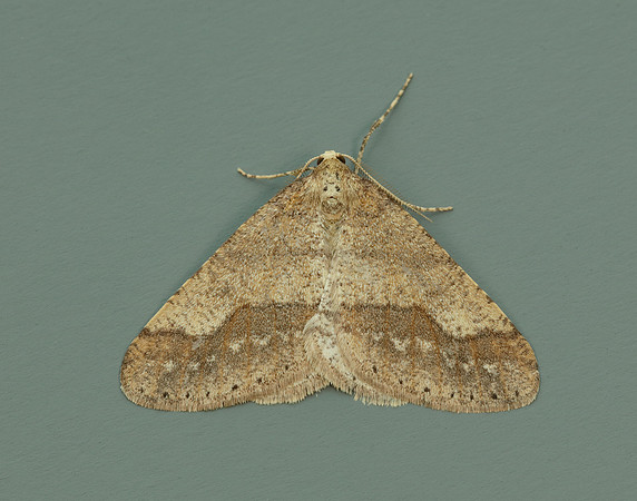 70.255 BF1934 Dotted Border Agriopis marginaria