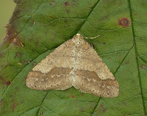 70.255 BF1934 Dotted Border Agriopis marginaria