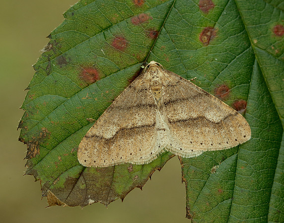 70.255 BF1934 Dotted Border Agriopis marginaria