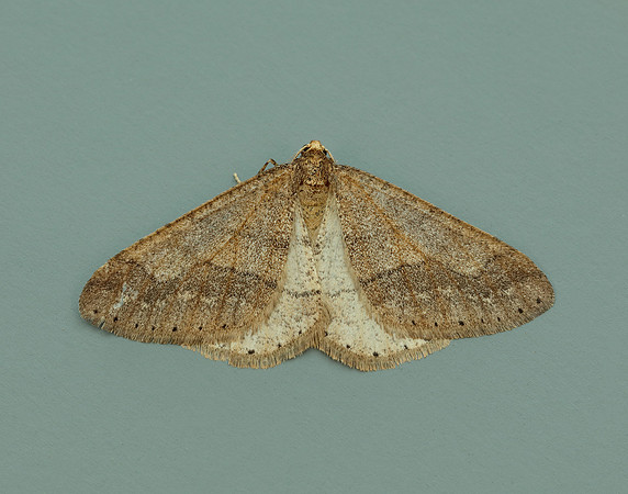 70.255 BF1934 Dotted Border Agriopis marginaria