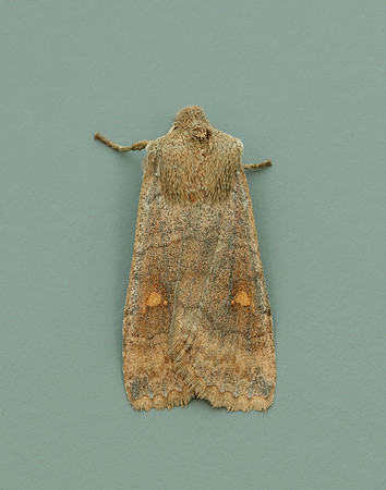 73.210 BF2256 Satellite Eupsilia transversa