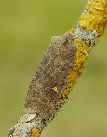 73.210 BF2256 Satellite Eupsilia transversa