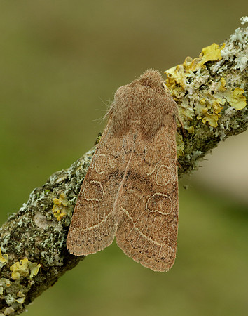 73.244 BF2187 Common Quaker Orthosia cerasi