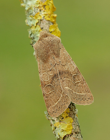 73.244 BF2187 Common Quaker Orthosia cerasi