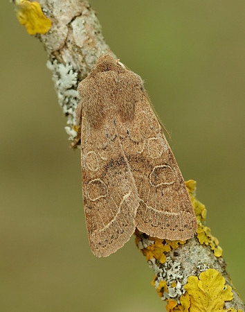 73.244 BF2187 Common Quaker Orthosia cerasi