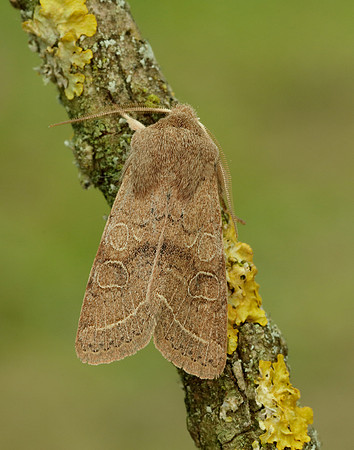 73.244 BF2187 Common Quaker Orthosia cerasi