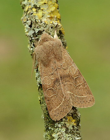 73.244 BF2187 Common Quaker Orthosia cerasi